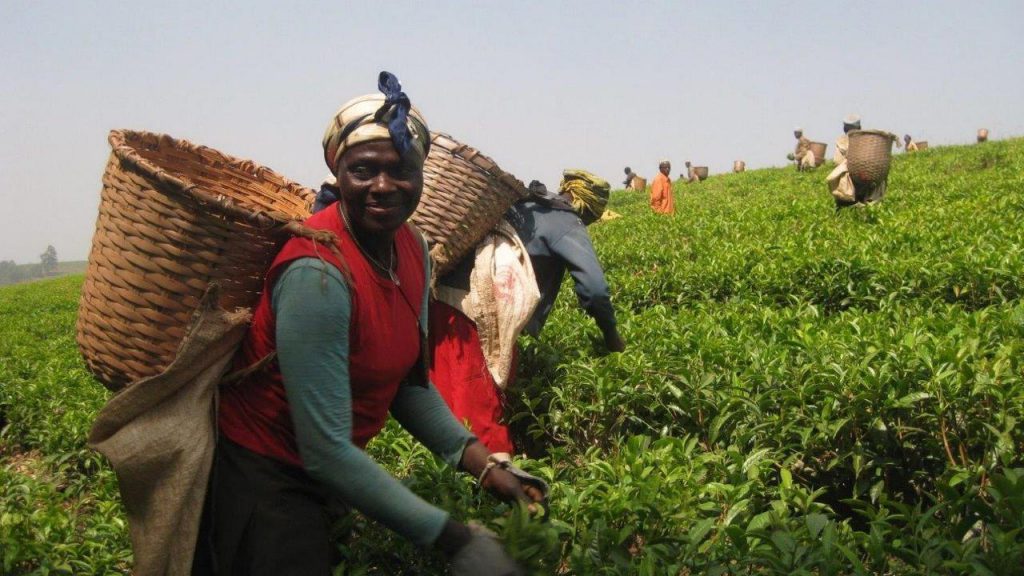 Kamerun Yurtdışı Kargo Gönderimi - Evrak | Koli | Numune